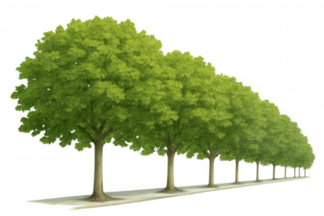 Row of green deciduous trees with lush foliage creating a natural alley along a path, transparent background