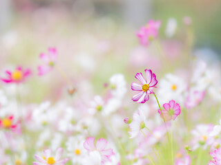 秋を彩るコスモスの花畑。白とピンクの華やかな花畑の中で目立つかわいいピンクの縁取りのコスモス。自然風景。横構図