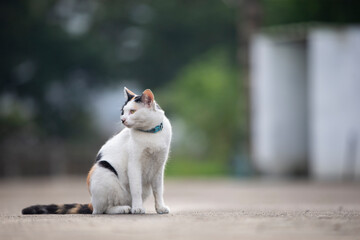 Cat sitting on the floor in the park. Selective focus.