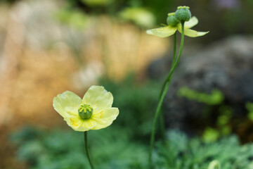 黄色いリシリヒナゲシの花