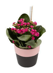 Stone rose tree Cactus, sedum in a red pot cut out isolated transparent background