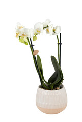 White orchid plant in hanging pot cut out isolated transparent background