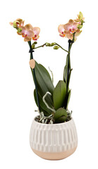 Yellow and orange striped orchid plant in hanging pot cut out isolated transparent background