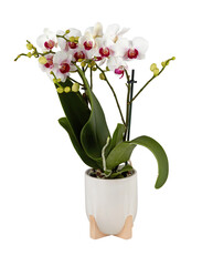 White orchid plant with pink spots in hanging pot cut out isolated transparent background