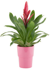 Single red flowered pineapple plant in a pot cut out isolated transparent background
