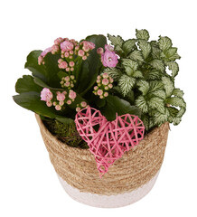 Small pink flower with striped leaves in a pot cut out isolated transparent background