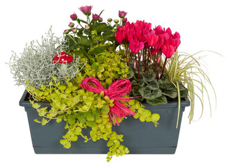 Small pink flowers in a square pot cut out isolated transparent background