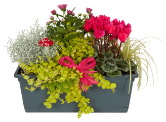 Small pink flowers in a square pot cut out isolated transparent background