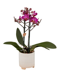 Deep pink striped orchid plant in hanging pot cut out isolated transparent background