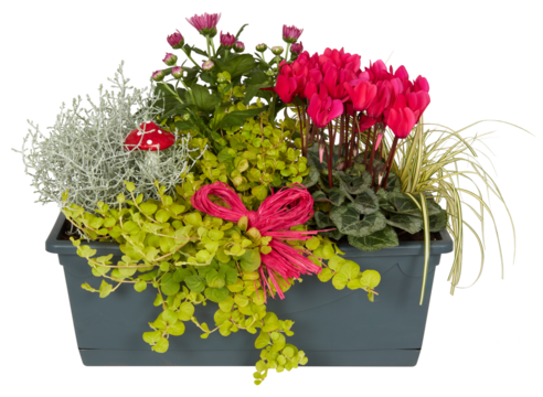 Small pink flowers in a square pot cut out isolated transparent background