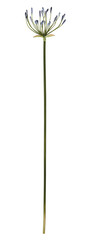 Flowers are in round, umbrella-like clusters with long stems cut out isolated transparent background
