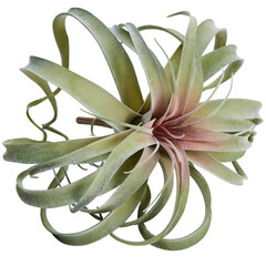Snowflake Pineapple Flower cut out isolated transparent background