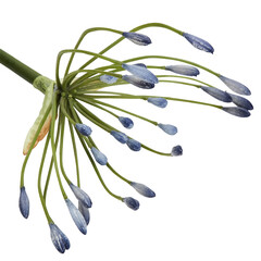 Flowers are in round, umbrella-like clusters with numerous small purple flower stalks emerging from a central point cut out isolated transparent background