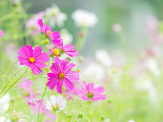 秋を彩るコスモスの花畑。雨上がりの爽やかな花畑の中で美しく際立つ鮮やかなピンクのコスモス。自然風景。横構図