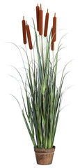 Brown long grass flowers, long-leafed sedge plants in old pots cut out isolated transparent background