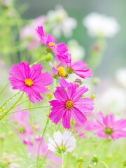 秋を彩るコスモスの花畑。雨上がりの爽やかな花畑の中で美しく際立つ鮮やかなピンクのコスモス。自然風景。縦構図
