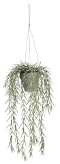 Hanging pots have long stems hanging down. The leaves are small and pointed cut out isolated transparent background