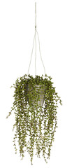 Hanging pots have long stems hanging down and small leaves cut out isolated transparent background