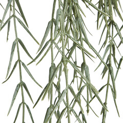 The tree has long, hanging branches and small, pointed leaves cut out isolated transparent background