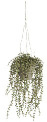Hanging pots have long stems hanging down. The leaves are small and rusty cut out isolated transparent background