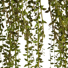 Long hanging tree curtains, small leaves cut out isolated transparent background