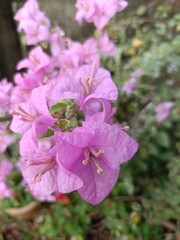 Obraz premium Close-up of purple bougainvillea flower 