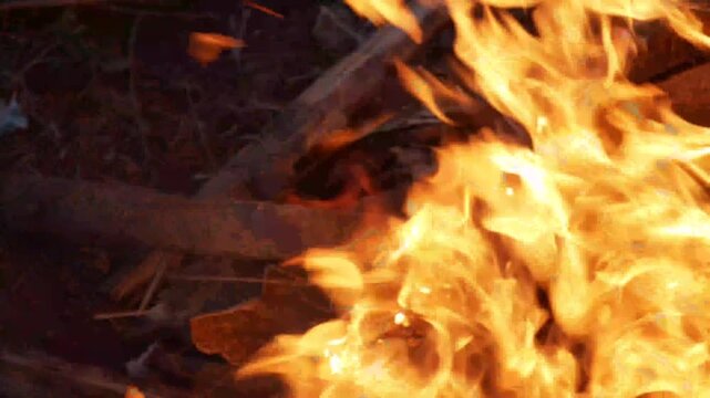 burning campfire in the woods