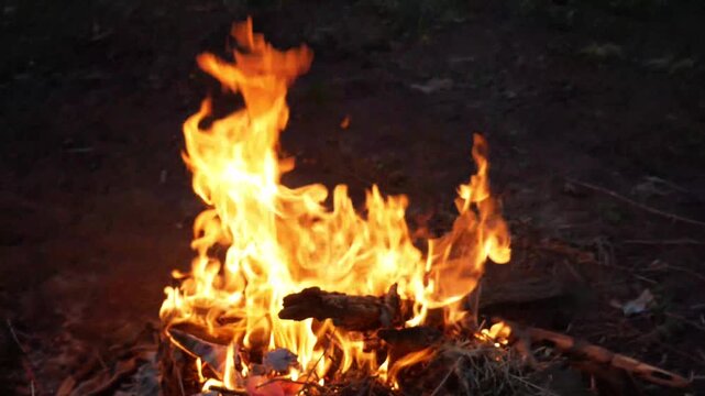 burning campfire in the woods