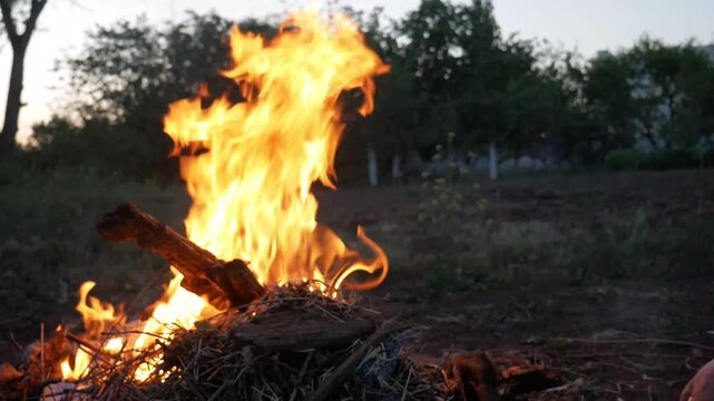 burning campfire in the woods