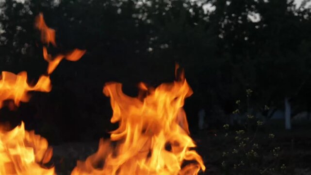 burning campfire in the woods