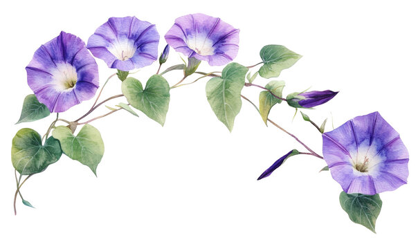 Watercolor wild morning glory flower in the corner, with blue, purple, and green colors in a clipart style with a white background.

