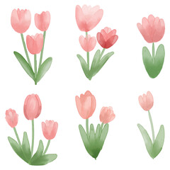 Obraz premium Tulips element set. hand draw watercolor painted isolated on white background. for design. 