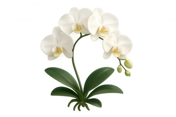 Fototapeta premium White phalaenopsis orchid plant blooming, exotic elegant flower with green leaves, transparent background