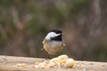 A Black-capped Chickadee eating bird seeds and nuts