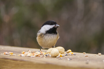 A Black-capped Chickadee eating bird seeds and nuts