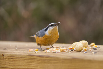 A Red-breasted Nuthatch eating bird seeds and nuts
