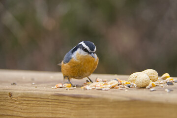 A Red-breasted Nuthatch eating bird seeds and nuts