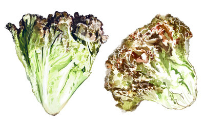 水彩で描いたレタスのイラスト素材セット