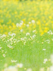 秋を彩るコスモスの花畑。雨上がりの爽やかな雰囲気。イキイキとしたコスモスの様子。自然風景。縦構図