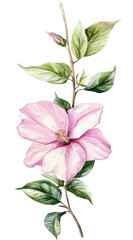 Watercolor pink flower and green leaf line border, simple clip art style on white background with margins, very high resolution, realistic watercolor painting.

