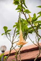 Pale Peach Angel's Trumpet Flower Hanging Against Cloudy Sky