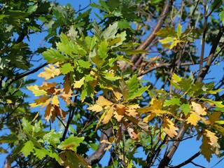 Partially Yellow Shumard Oak (Quercus shumardii) Leaves in Early Autumn, Colorado