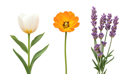 Three different flowers a white tulip an orange tulip and lavender isolated on transparent background