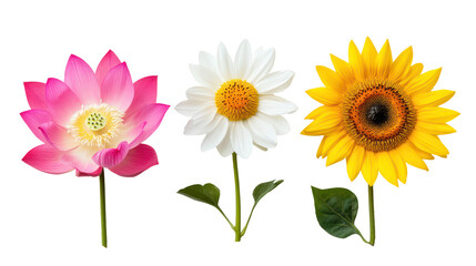 Three different colorful flowers isolated on transparent background