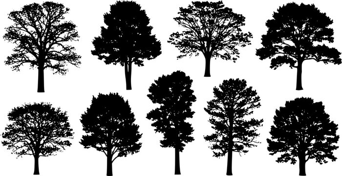 various deciduous trees silhouettes on the white background