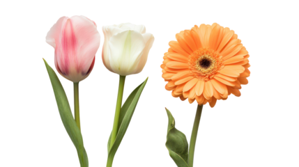 Three beautiful flowers pink tulip white tulip orange gerbera daisy isolated on transparent background