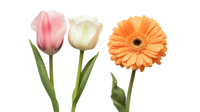Three beautiful flowers pink tulip white tulip orange gerbera daisy isolated on transparent background