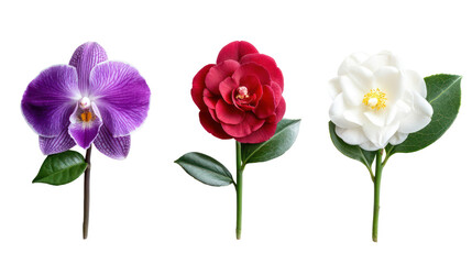 Obraz premium Three delicate artificial flowers isolated on transparent background