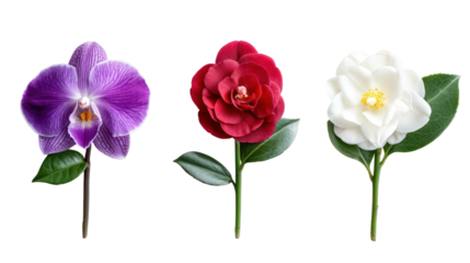 Three delicate artificial flowers isolated on transparent background