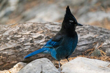 blue winged blackbird